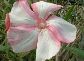 nerium symie